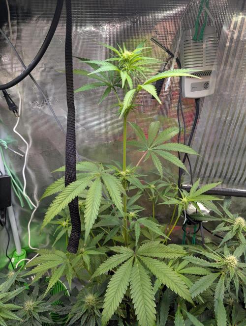 Quick black lemon. Week 8