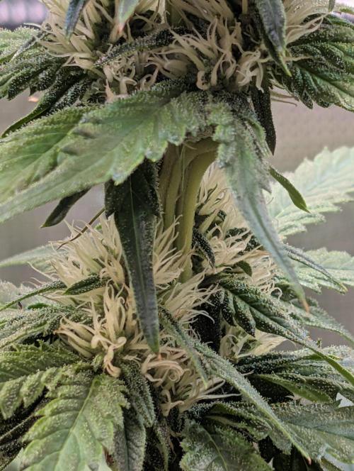 Quick black lemon. Week 8