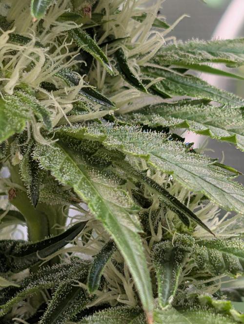 Free seed Milky way. Week 8