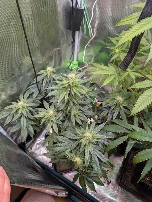 Free seed Milky way. Week 8