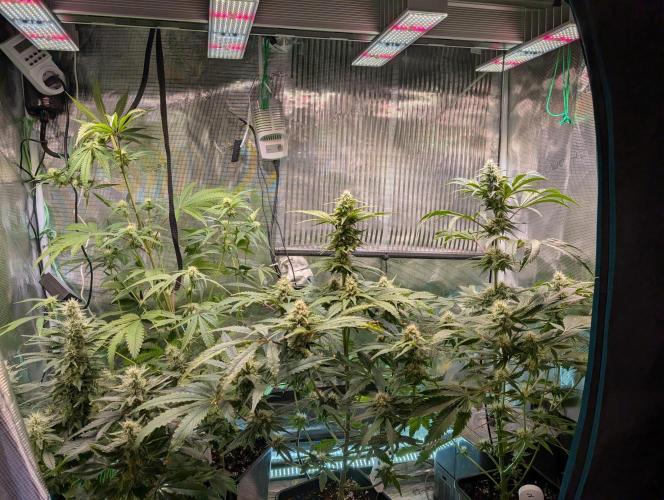 Quick black lemon. Week 9