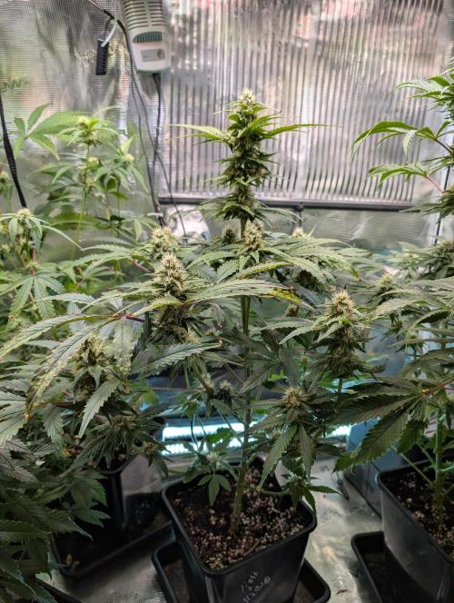 Quick black lemon. Week 9