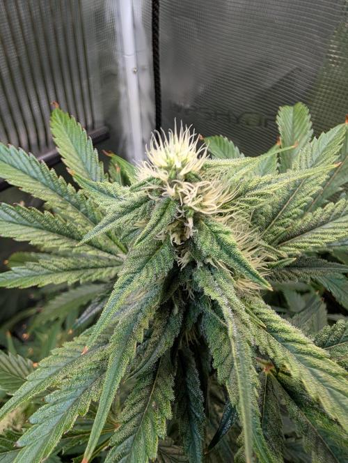 Quick black lemon. Week 9