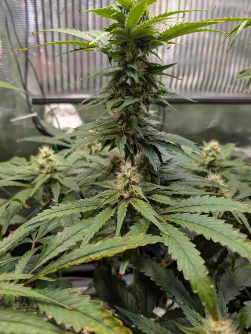 Quick black lemon. Week 9