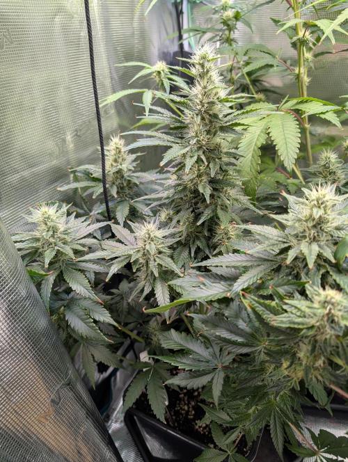 Free seed Milky way. Week 9