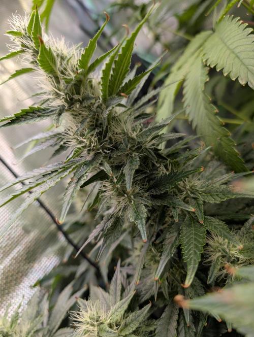 Free seed Milky way. Week 9