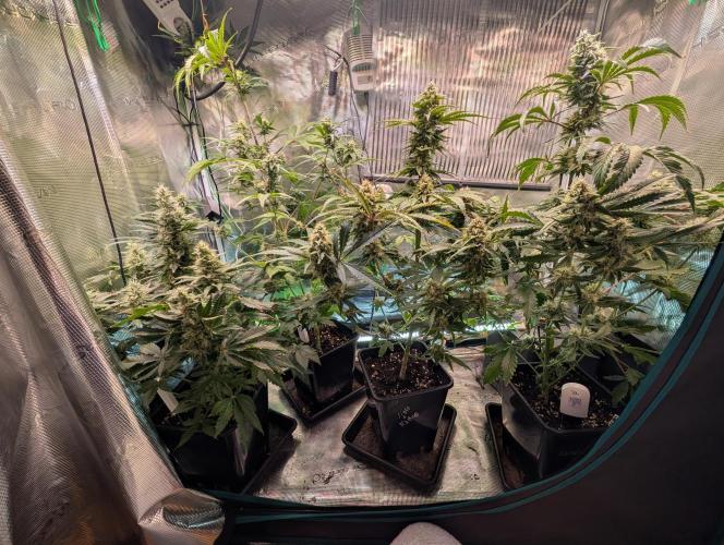 Quick black lemon. Week 10