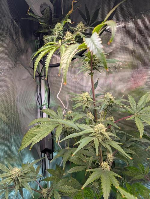 Quick black lemon. Week 10