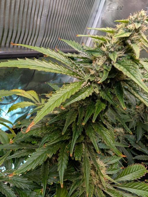 Quick black lemon. Week 10