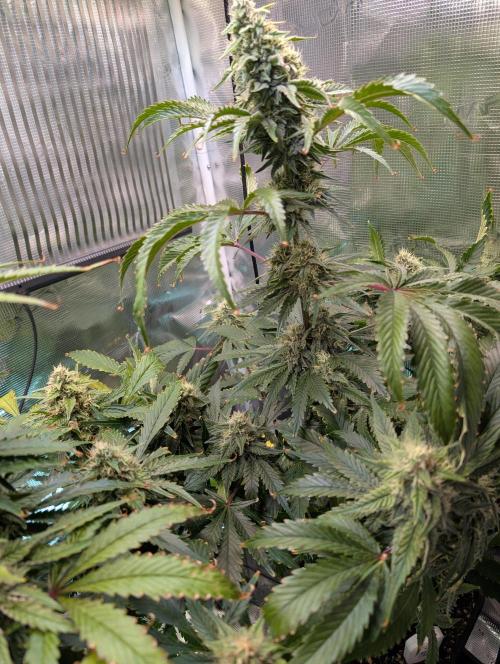 Quick black lemon. Week 10