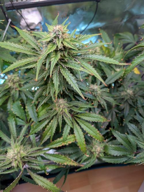 Quick black lemon. Week 10