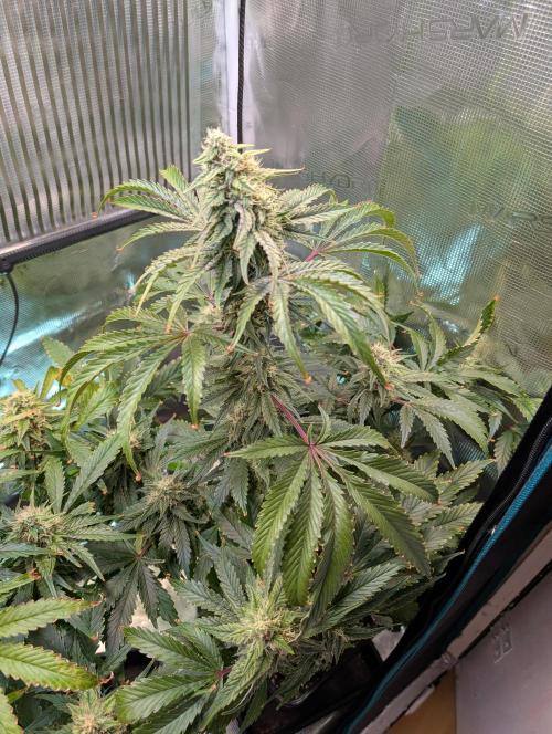 Quick black lemon. Week 10