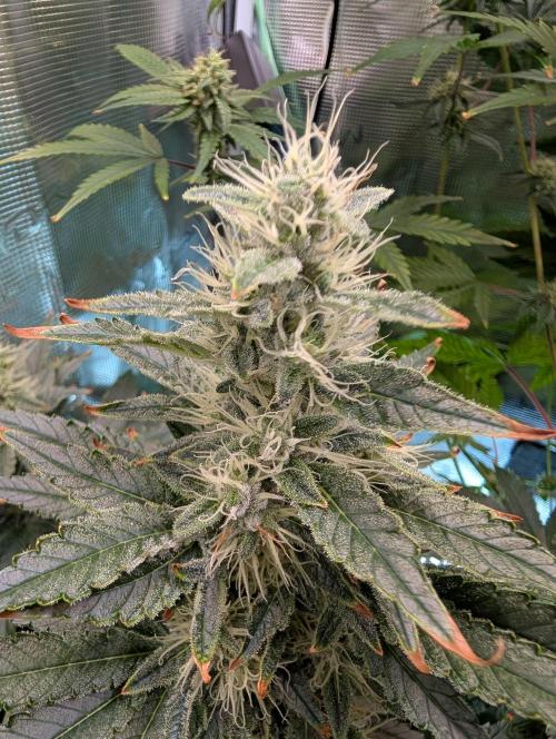 Free seed Milky way. Week 10