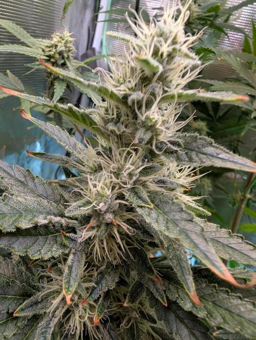 Free seed Milky way. Week 10