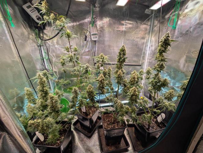 Quick black lemon. Week 10