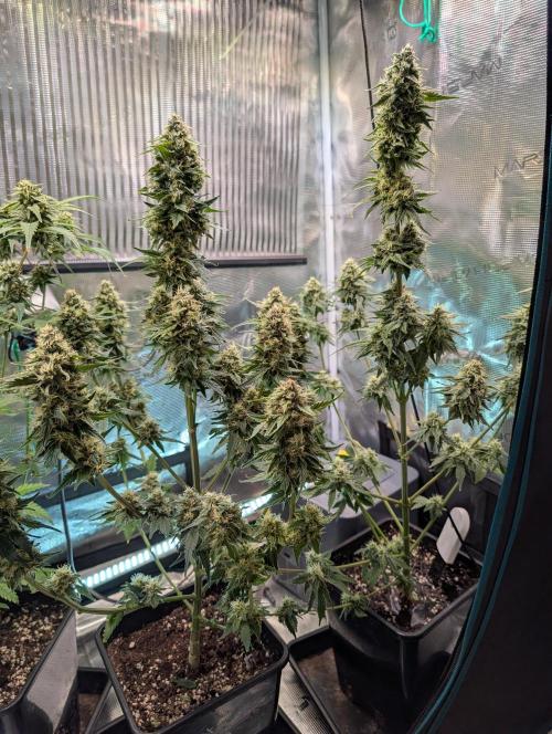 Quick black lemon. Week 10