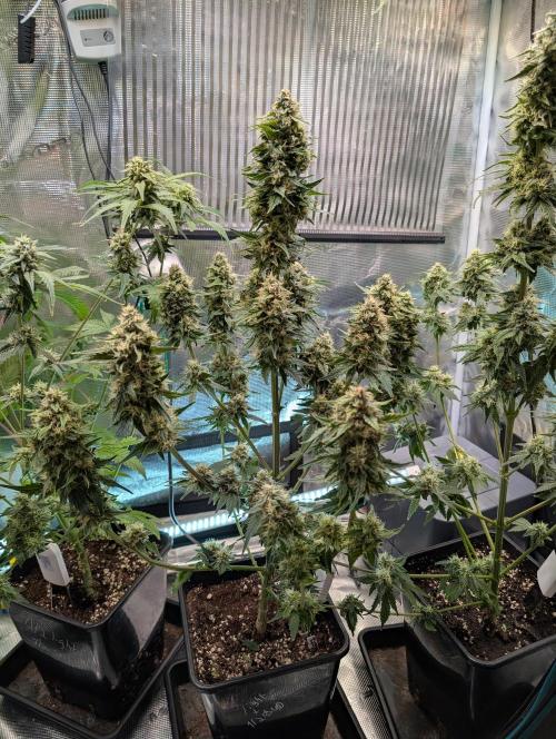 Quick black lemon. Week 10 - Dont beed Fan leafs and bigger leafs. They are finishing soon 