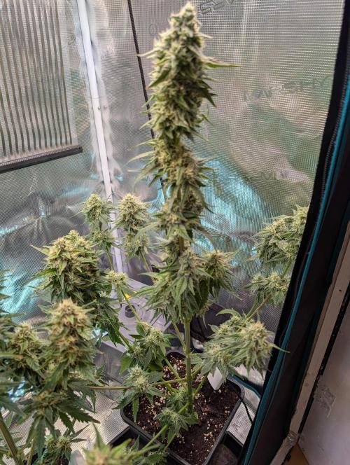 Quick black lemon. Week 10 - After haircut. 1 week to go. Those leafs with the nute burn can Bring budrot. 