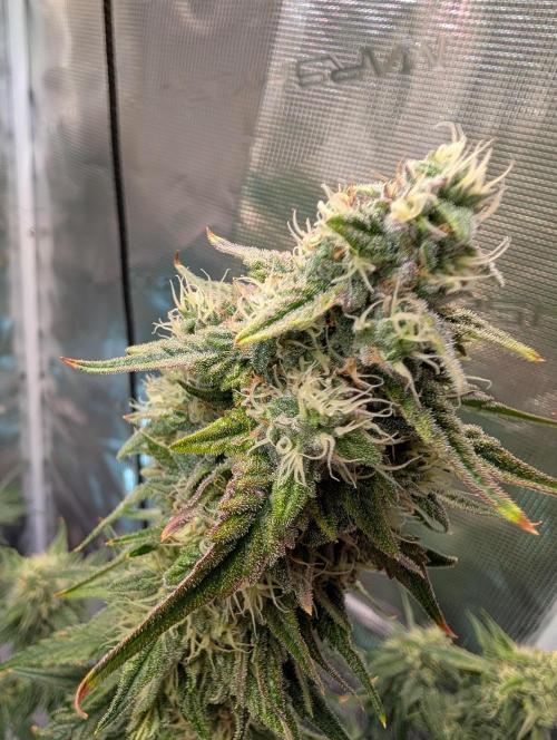 Quick black lemon. Week 10