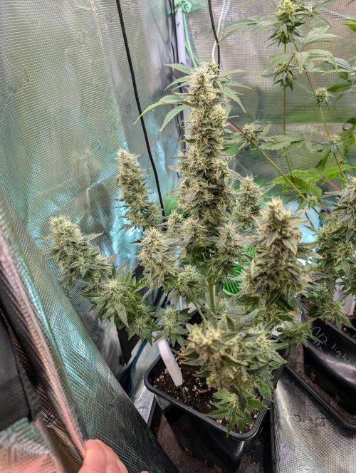 Free seed Milky way. Week 10 - After haircut. Sadly found another Nana in one of the buds but was still green