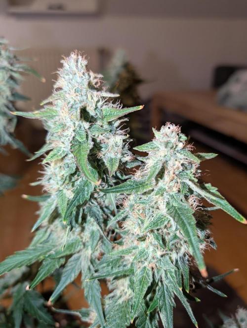 Quick black lemon. Week 11