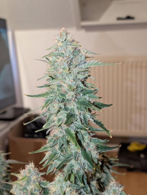 Quick black lemon. Week 11