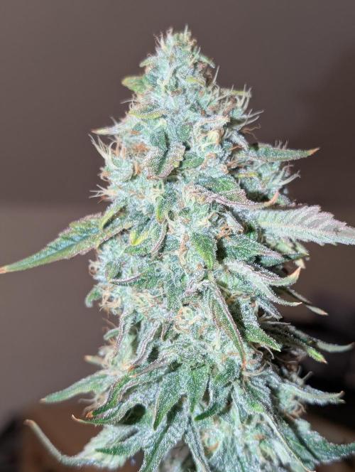 Quick black lemon. Week 11