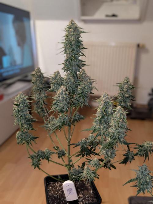 Quick black lemon. Week 11