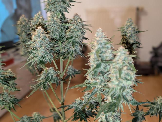 Quick black lemon. Week 11