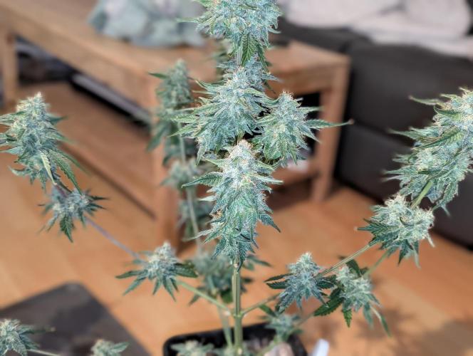 Quick black lemon. Week 11