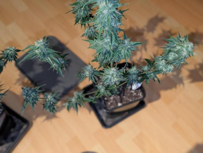 Quick black lemon. Week 11