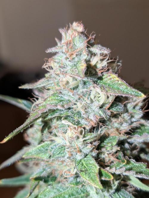 Quick black lemon. Week 11