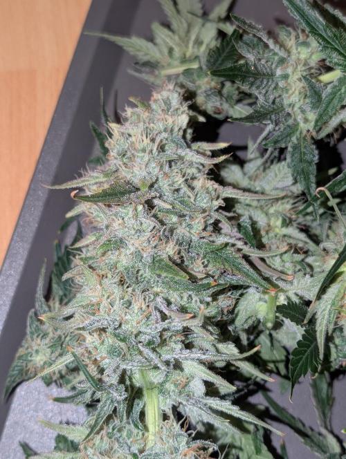 Quick black lemon. Week 11