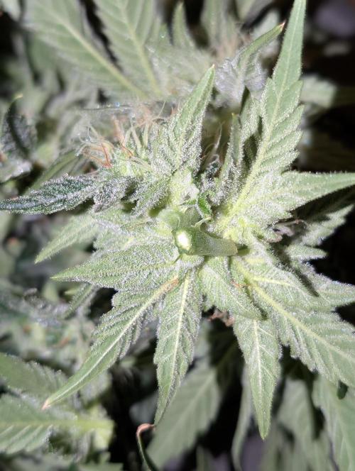 Quick black lemon. Week 11