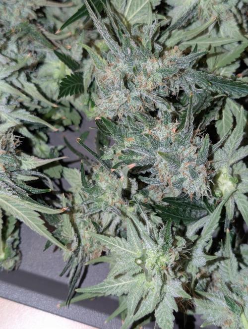 Quick black lemon. Week 11