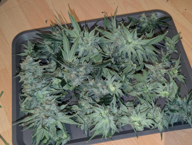 Quick black lemon. Week 11