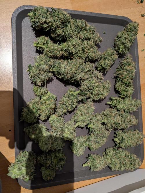 Quick black lemon. Week 11