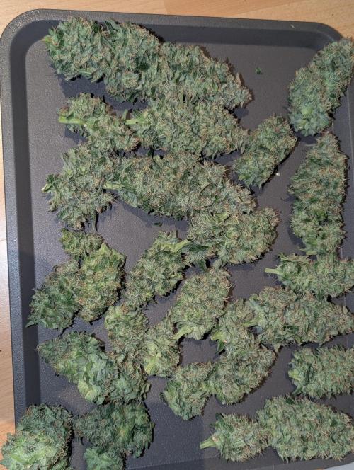 Quick black lemon. Week 11