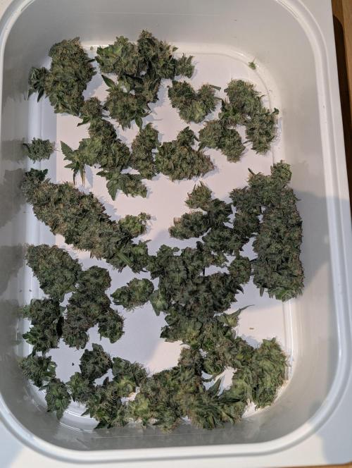 Quick black lemon. Week 11