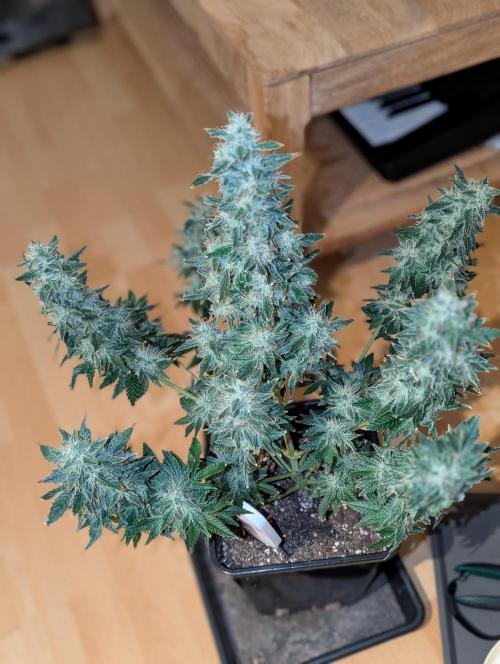 Free seed Milky way. Week 11