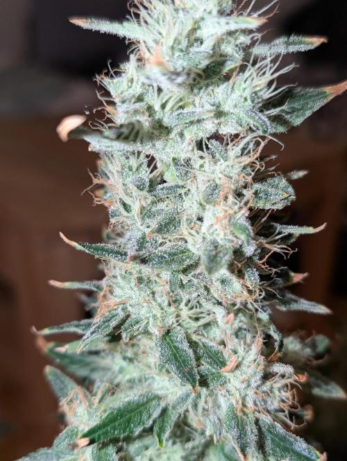 Free seed Milky way. Week 11