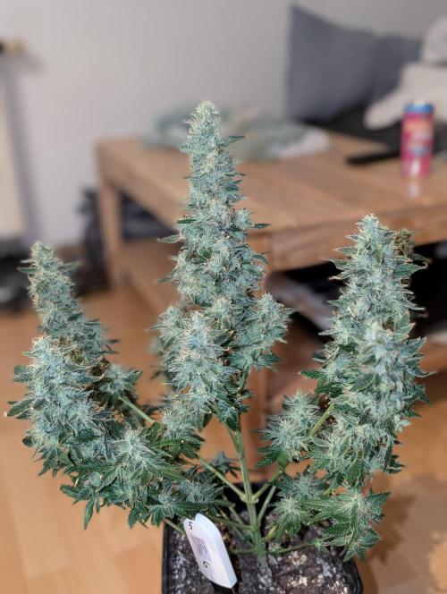 Free seed Milky way. Week 11