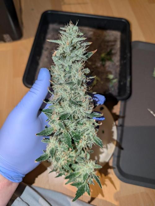 Free seed Milky way. Week 11