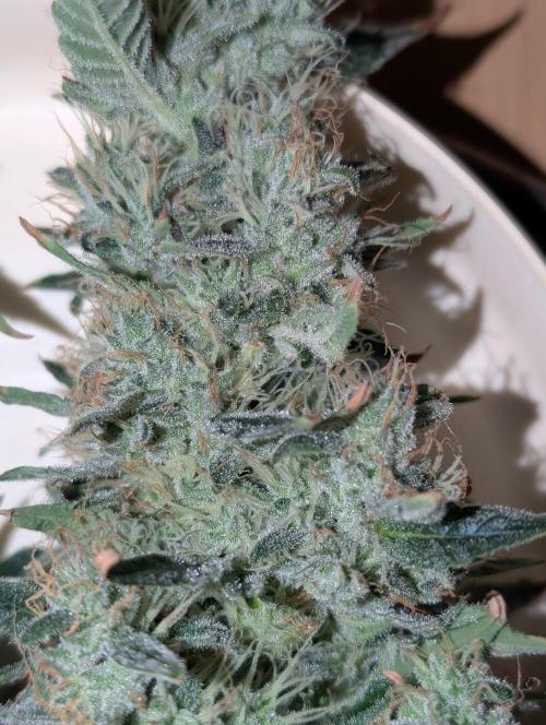 Free seed Milky way. Week 11