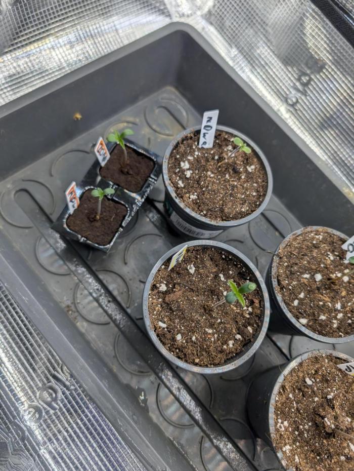 Monster dwarv. Week 1