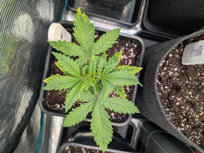 Monster dwarv. Week 3