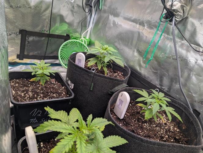 Monster dwarv. Week 3