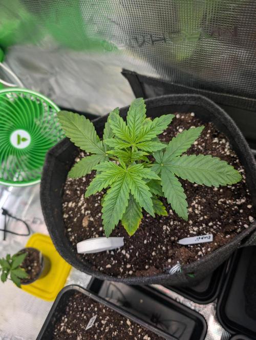 Monster dwarv. Week 3