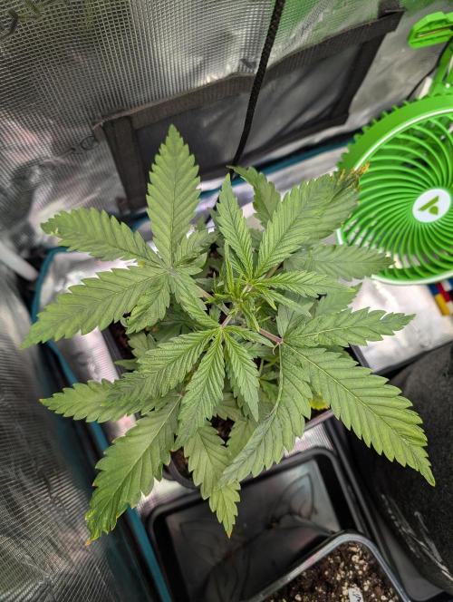 Monster dwarv. Week 4