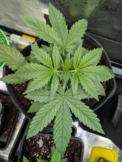 Monster dwarv. Week 4 - Begining week 4